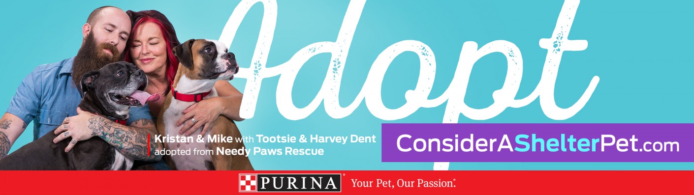 Purina's 2017 #ConsiderAShelterPet adoption campaign was focused on encouraging adoptions from local shelters.